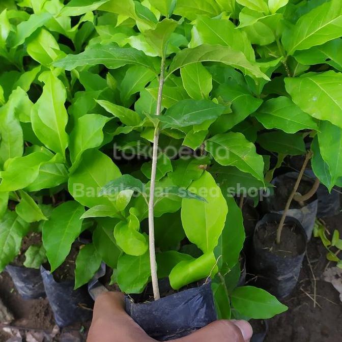 Bibit tanaman pohon buah kacang butternut amon almond unggul