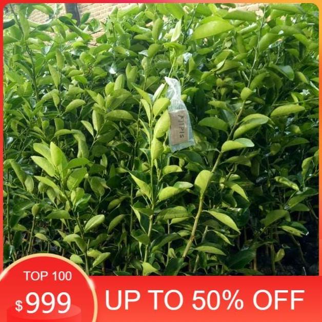 Bibit buah jeruk nipis okulasi