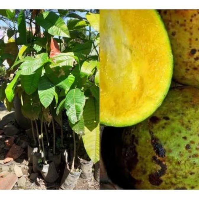 Bibit Tanaman Buah Limus-Pakel