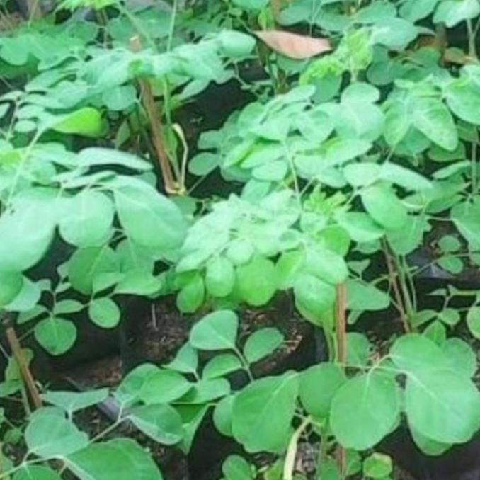 bibit pohon kelor,bibit kelor ditanam dari biji buah kelor a