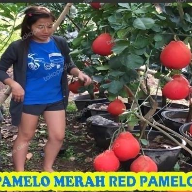 Tanaman Bibit Buah Jeruk Red Pamelo Thailand pamelo merah