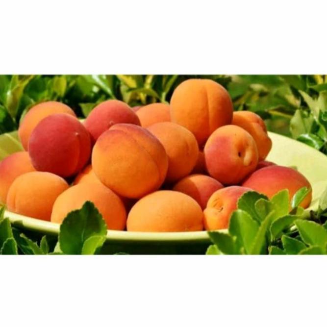bibit tanaman buah aprikot at prunus armeniaca
