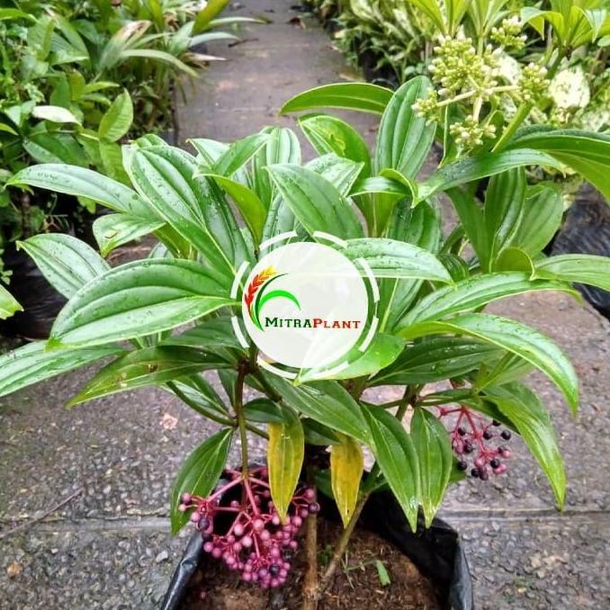 Bibit Pohon Buah Parijoto - Tanaman Parijoto - Tanaman Herbal