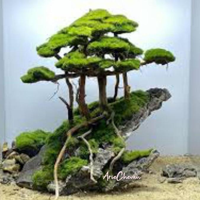 hiasan aquarium pohon bonsai hutan di atas tebing dekorasi aquascape hardscape