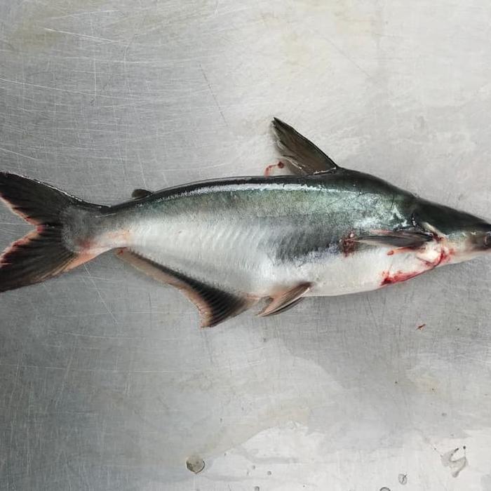 (Best Saller) Ikan Patin Fresh Hidup Bestseller