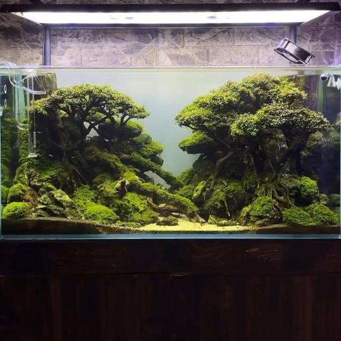 aquascape tema jungle