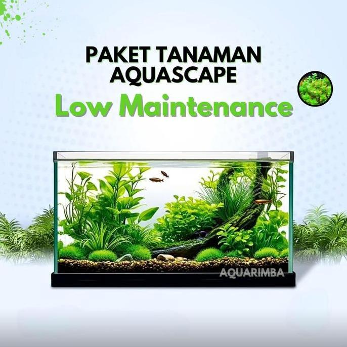 Paket Tanaman Aquascape Pemula ( Tumbuhan Air Hidup Hiasan Dekorasi Rumput Aquarium ) TERLARIS