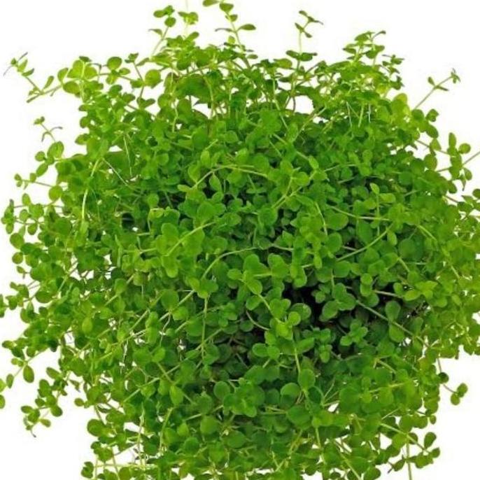 TANAMAN AQUASCAPE MONTE CARLO