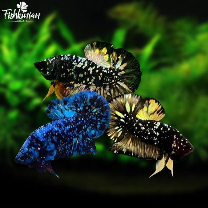 Ikan Hias Cupang Plakat  AVATAR (bahanan)