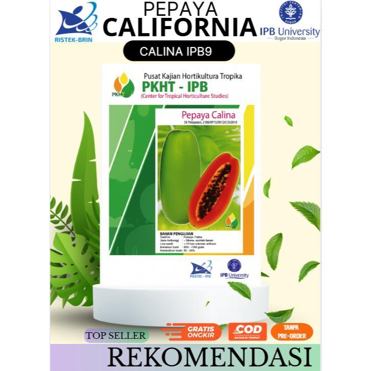 Bisa Cod Ya Kak Benih Pepaya Calina Pkht Ipb-9  | Pepaya California | Bibit Original Kualitas Mutu 5