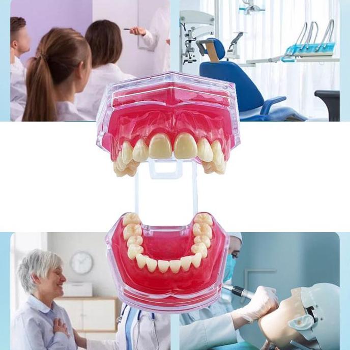 Dental Model Study Studi Gigi Lepasan Phantom Pantum Gigi Lepas Rubber Mulut