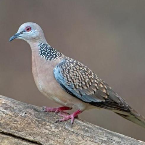 Bluee- Unique Unik Milet Hitam Black Millet 500 Gr Pakan Perkutut Kenari Dll