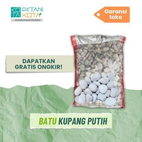 Taman- Batu Hias Kupang Putih Besar Jumbo