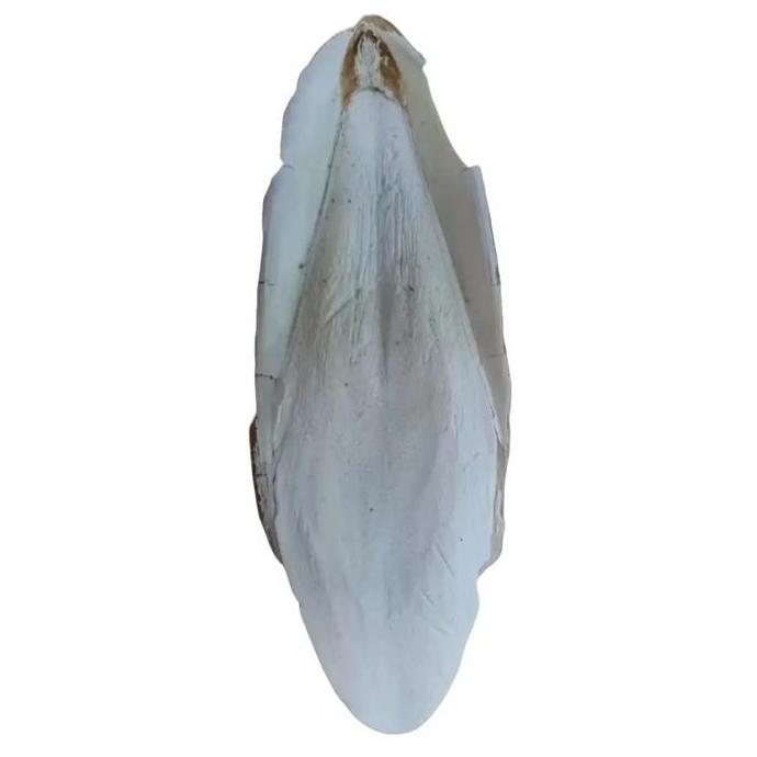 Tulang sotong kalsium ukuran 20 - 22cm pakan  burung BISA GRAB