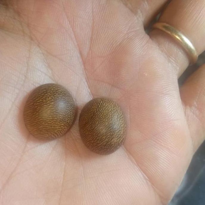 ] mata cicin les kelor fosil asli 2