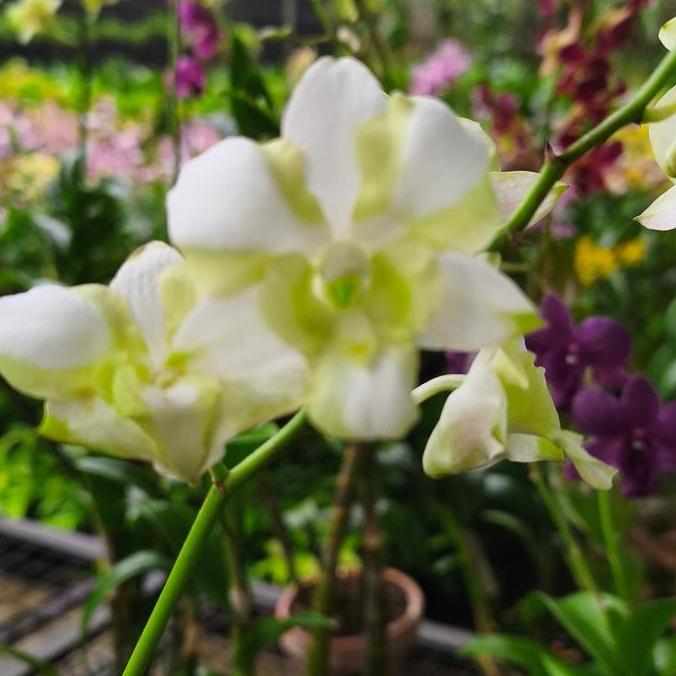 Promo [ DEWASA ] Dendrobium Liberty White : Pesona Anggrek Putih Bergaris Hijau yang Memikat Hati Di