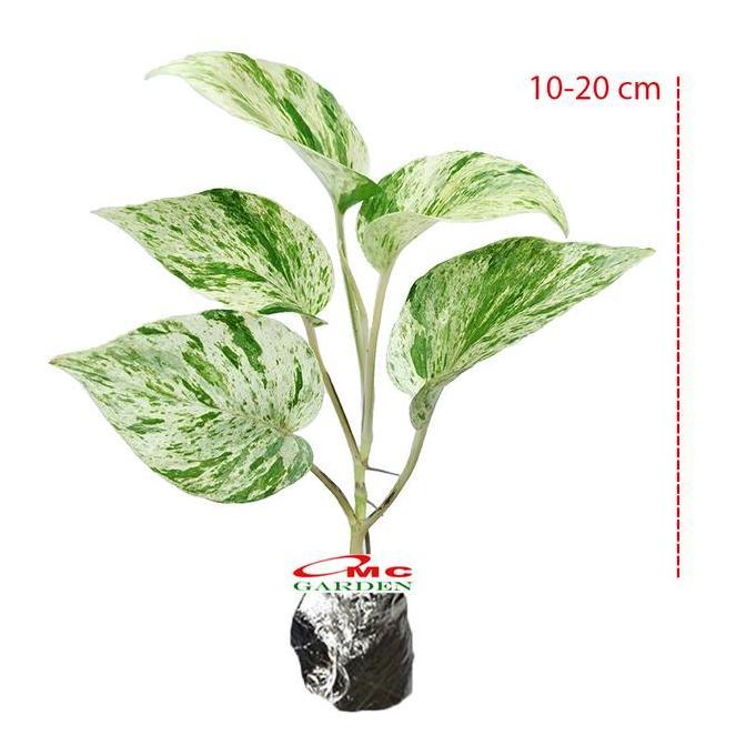 ,,,,,,,] Srigading Sri Gading Sirih Gading Hijau Kuning Varigata Golden Silver Ungu Centong Philoden