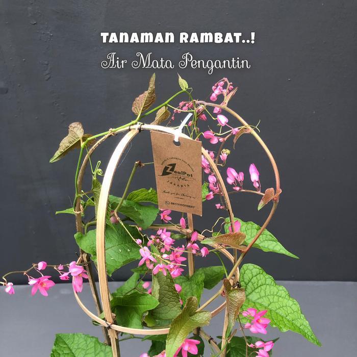 (Terbaru) Tanaman Hias Rambat Bunga Air Mata Pengantin Bestseller