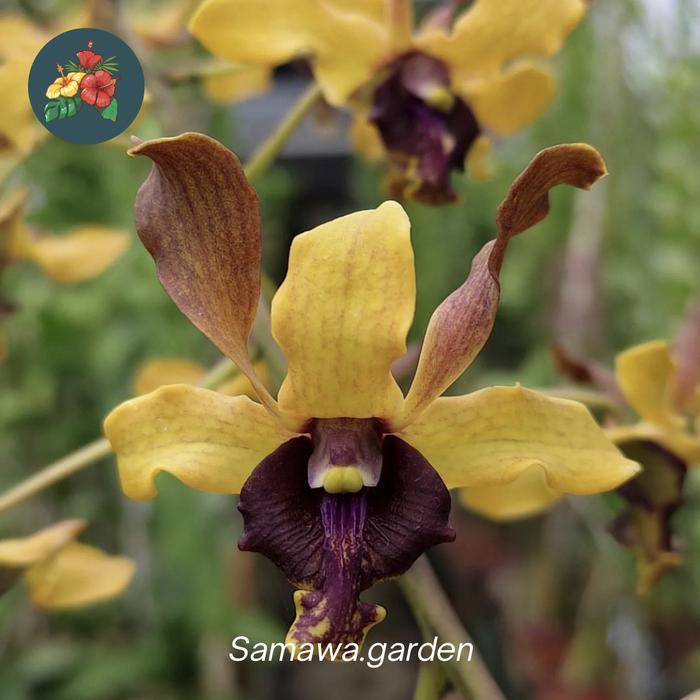 (Promo) Tanaman Hias Anggrek Dendrobium Keriting Dewasa Id Ririn Triyani Bestseller