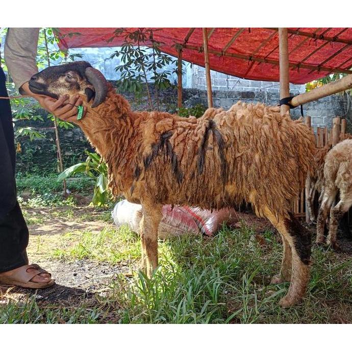 Terlaris Domba Jantan Qurban Bapak Ryo