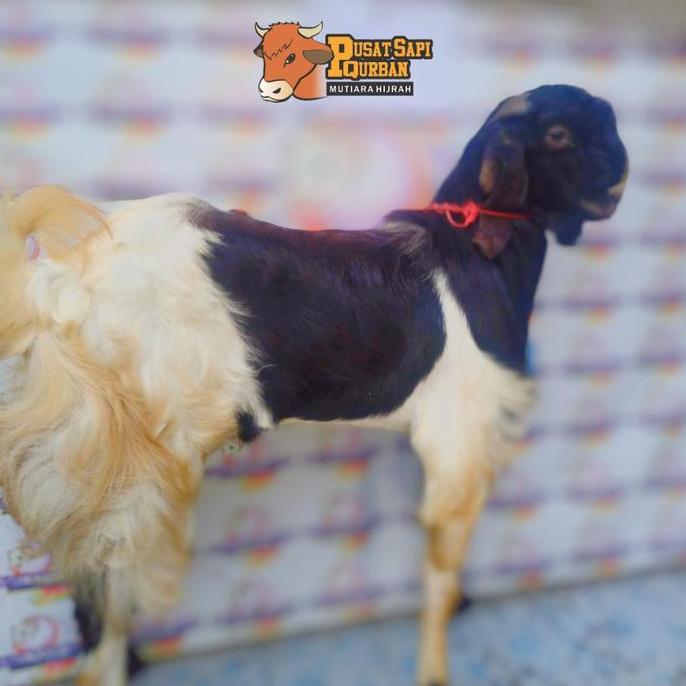 Terlaris Kambing Domba Kurban Bogor