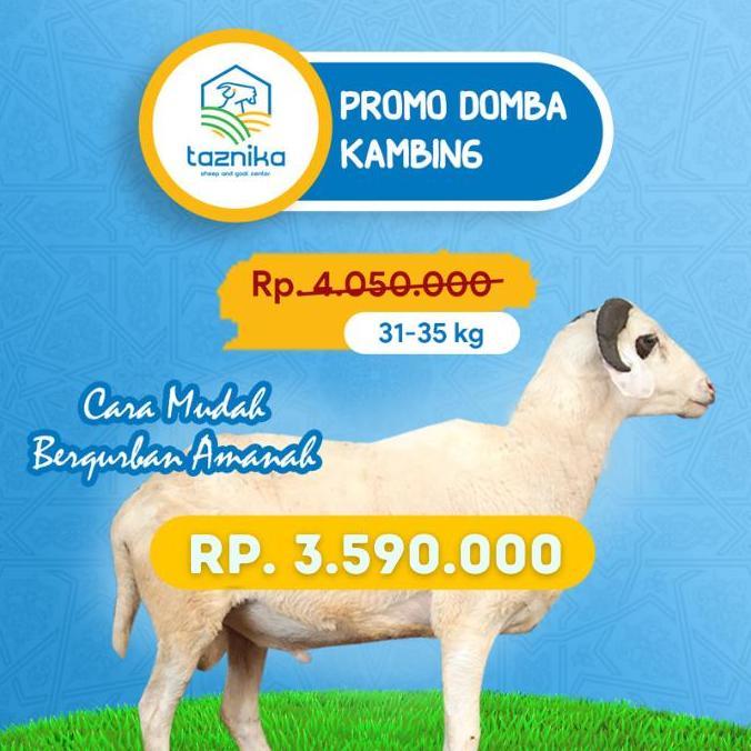 Terlaris Qurban Domba/Kambing Jantan 31-35Kg