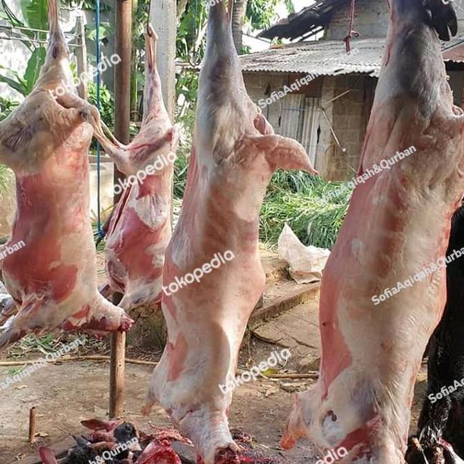Terlaris Daging Kambing Karkas Fresh 1 Ekor Termurah 
