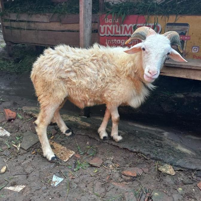 Terlaris Hewan Kurban Kambing/Domba Jantan Berkualitas