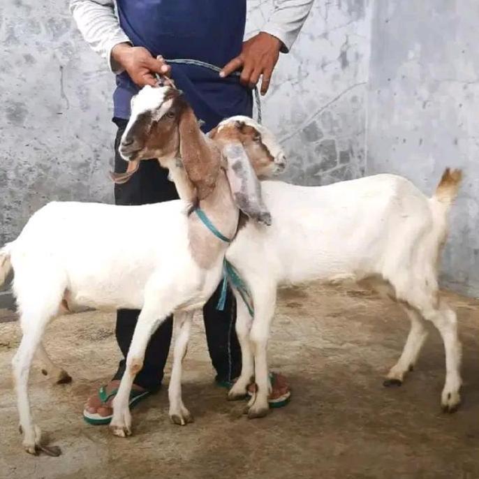 Terlaris Santri Bahagia Aqiqah - Kambing Dan Domba Untuk Aqiqah Qurban Dan Pelihara Tipe Istimewa Ha