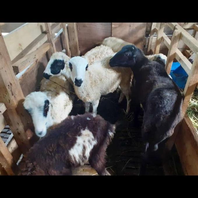 Terlaris Domba Betina Aqiqah