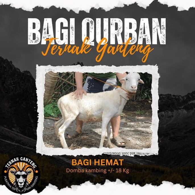 Terlaris Hewan Qurban Kambing Domba Qurban Kurban Hidup Bobot 15Kg Tebar Hemat Qurban Ganteng