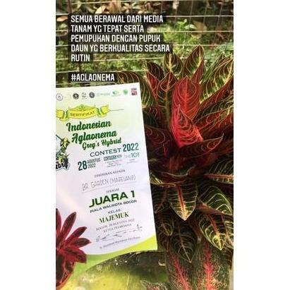 Media Tanam Super (BR Metan)