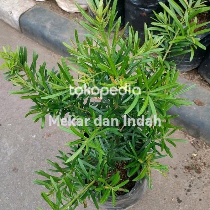 Gardensw- Tanaman Hias Lohansung Taiwan / Pohon Lohansung Besar Kualitas Satu