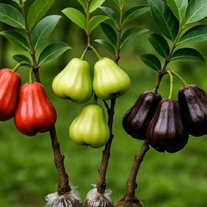 Bibit Jambu Air - Paket 3 jenis jambu (Ada juga paket 1 bibit jambu air. TEG