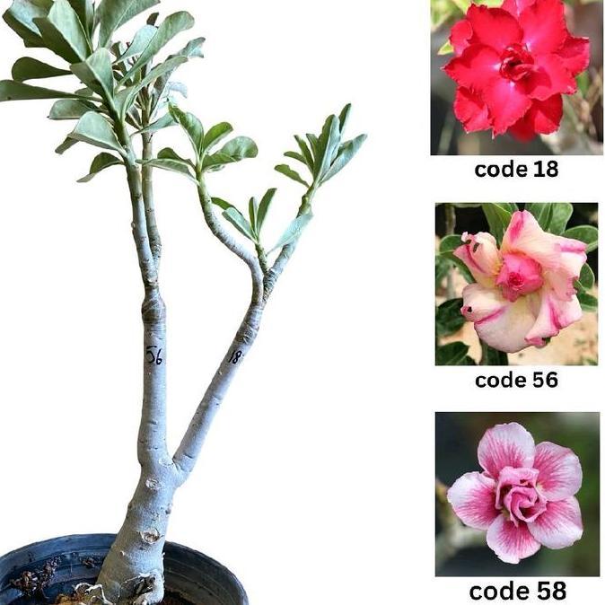 Termurah PAKET HEMAT 4 tanaman adenium bunga tumpuk dewasa siap berbunga seeds quality (BISA COD)