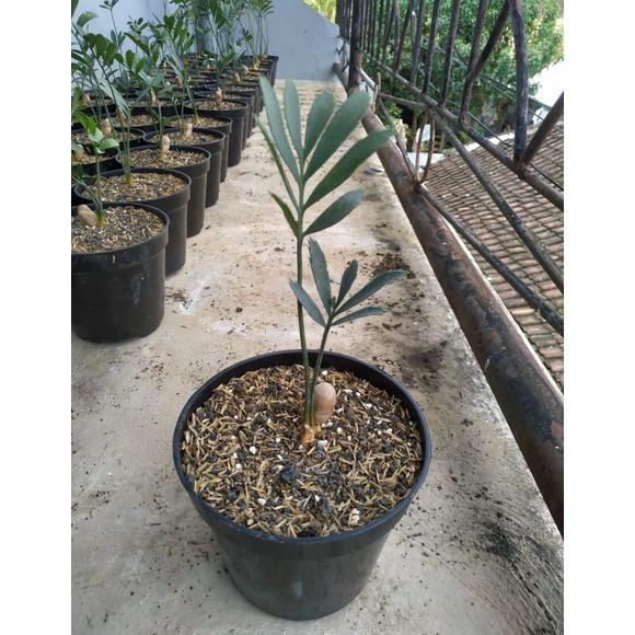 ARN Seedling Bibit Ence Encephalartos Ferox Tanaman Hias