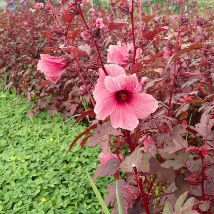 Allthebest- Tanaman Hibiscus Red Panama / Cranberry Hibiscus