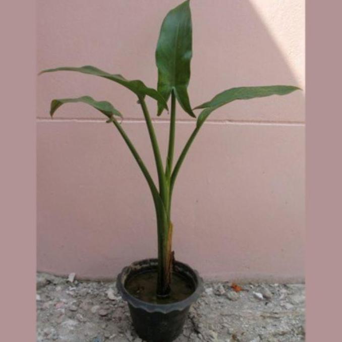 Allthebest- Tanaman Hias Pisang Amazon Madagascar