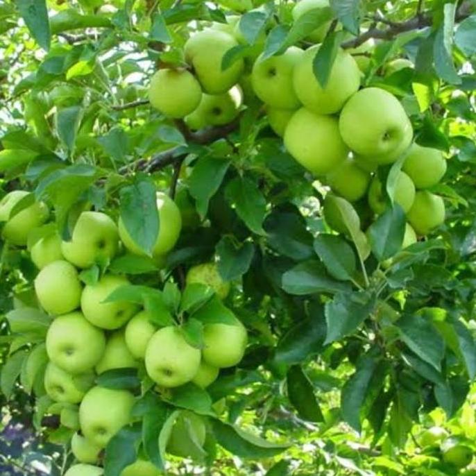 Allthebest- bibit apel malang hijau