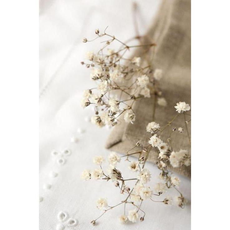 Babys Breath (Gypsophila) Kering | Dried Baby Breath | Bunga Kering
