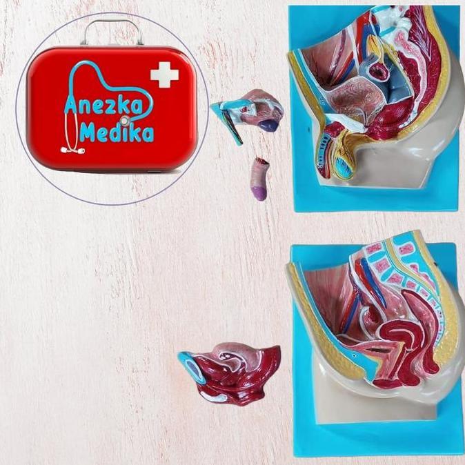 PHANTOM/MANIKIN/MANEKIN/Panggul/Reproduksi Wanita