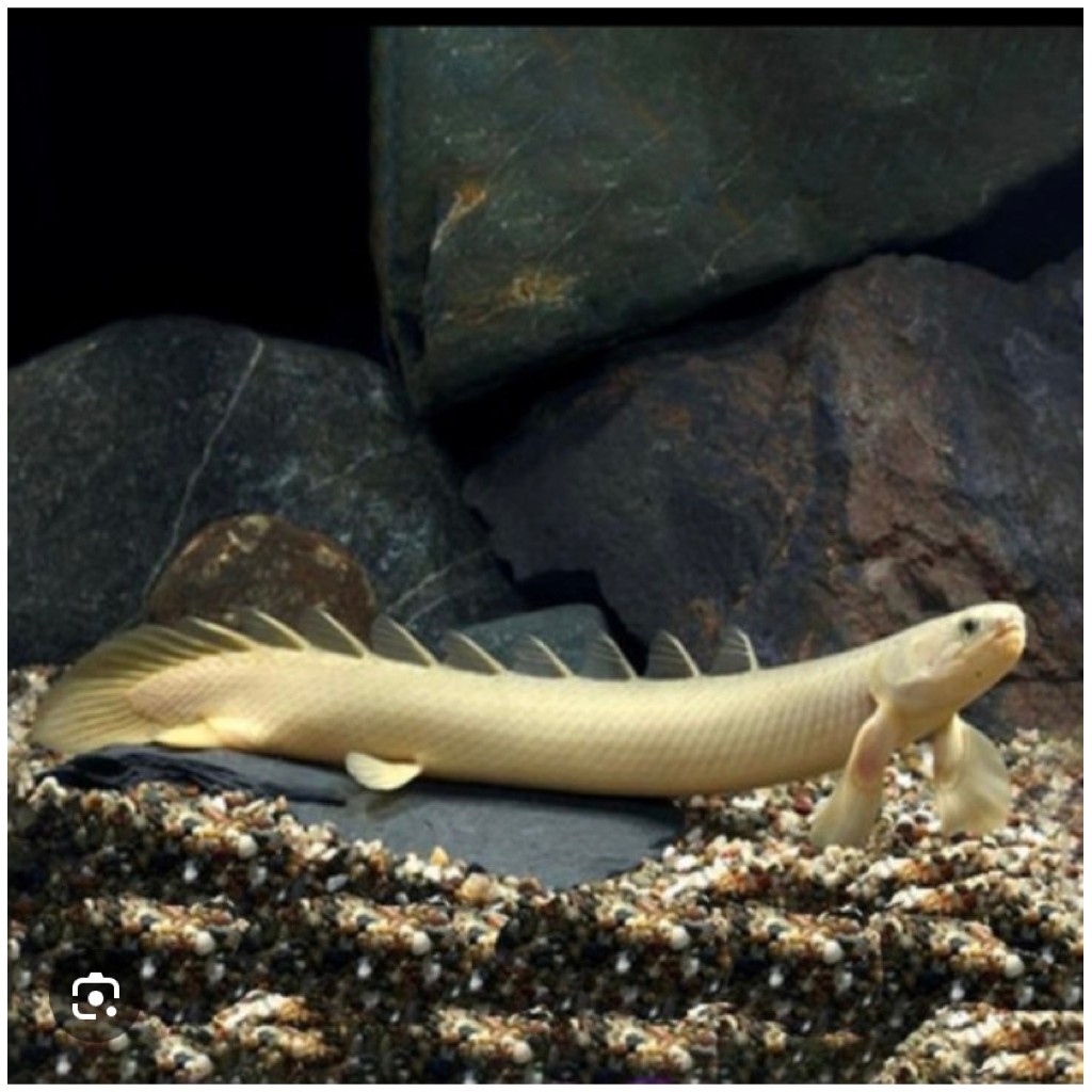 palmas albino pengisi aquarium ukur 10 cm