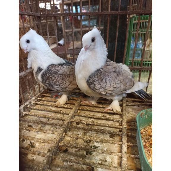 -VY- merpati hias santinet sepasang jantan dan betina