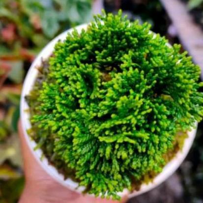 bonsai Cemara inoki Cypress hijau tanaman