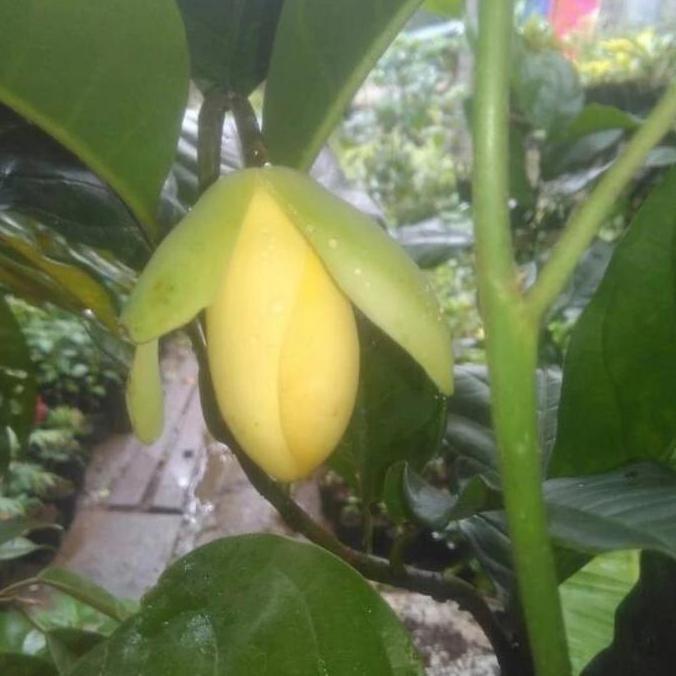 Bibit pohon cempaka telor / cempaka telur 40-60 cm