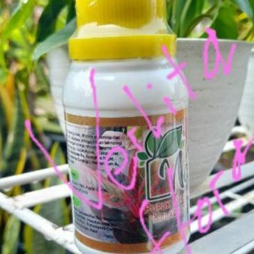 Pupuk Cair Aglonema Nature
