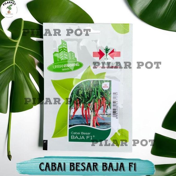 Benih Bibit Cabe Besar Baja F1 Cap Panah Merah - CABAI BESAR BAJA F1 EAST WEST SEED