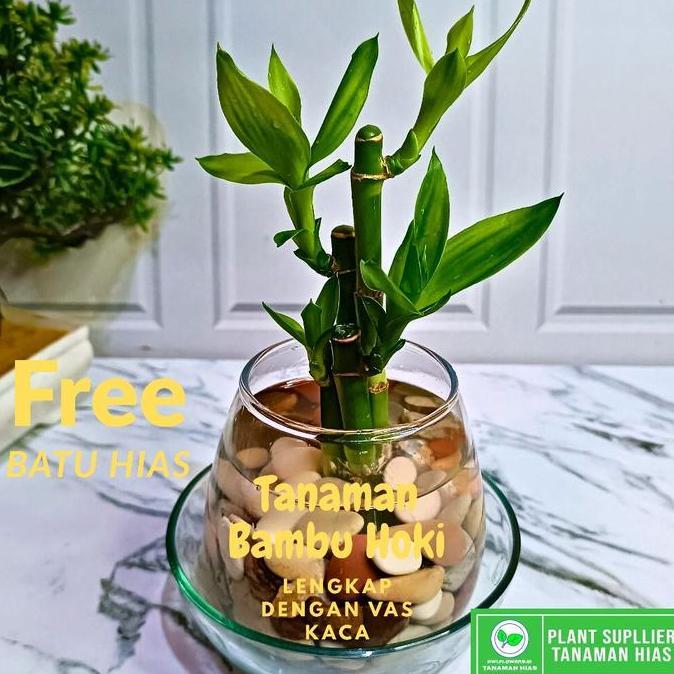 PAKET LENGKAP Bambu Hoki + Vas Kaca Free Batu Hias Aesthetic Hiasan Meja Tanaman Indoor Bambu Hoki H