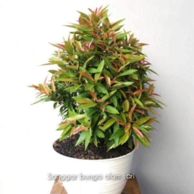 TANAMAN HIAS PUCUK MERAH + POT PUTI