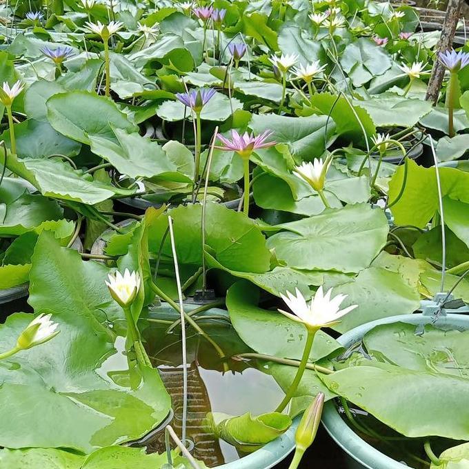 tanaman bunga teratai putih